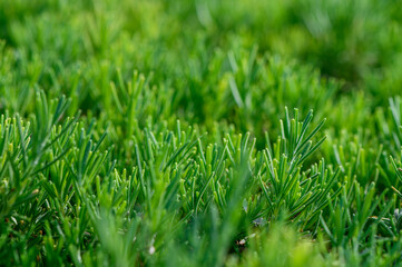 Lush green ground cover plants thriving in bright sunlight on a warm afternoon in a garden setting
