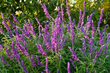 アメジストセージ（サルビア・レウカンサ）