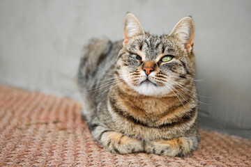 A pet cat has a festering eye. The animal has health problems.