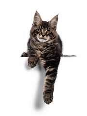 Impressive black tabby Maine Coon cat kitten, laying down facing front on edge with paws hanging over edge. Looking towards camera with golden eyes. Isolated on a white background.