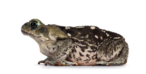 Large Rhinella Marina or Cane toad, sitting side ways. Looking away from camera. Isolated on a white background.