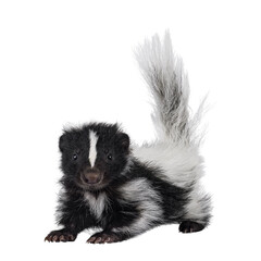 Black and white baby skunk standing facing front with bushy tail up. Looking straight into camera....