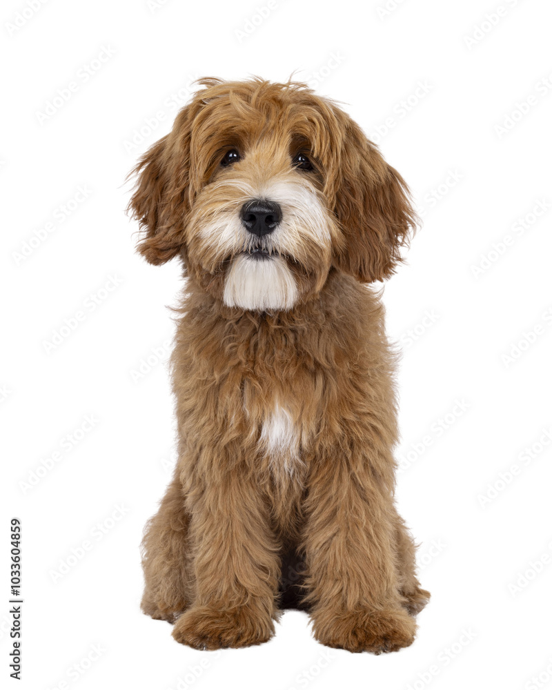 Poster happy labradoodle dog puppy sitting up facing front. looking straight to camera with closed mouth. i