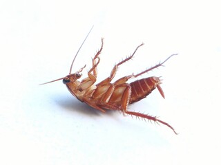 A cockroach lies on its back protected on a white background