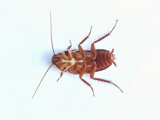 A cockroach lies on its back protected on a white background