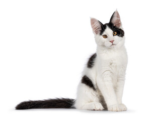 Handsome black and white Maine Coon cat kitten, sitting side ways. Looking towards lens, Isolated on a white background.