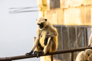 Fototapeta premium Portrait of Indian Gray langur (Semnopithecus) or Hanuman langur while sitting on the rallying of building.