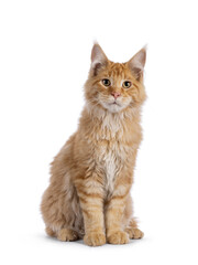 Handsome red Maine Coon cat kitten, sitting up facing front. Looking towards camera. isolated on a white background.