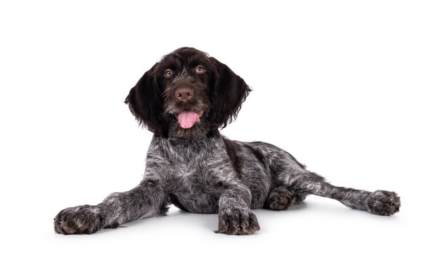 Young brown and white German wirehaired pointer dog pup, laying down side ways. Looking straight to camera. Mouth open, tongue out. Isolated on a white background.