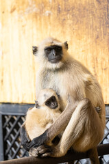 Portrait of Indian Gray langur (Semnopithecus) or Hanuman langur while sitting on the rallying of building.	