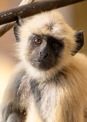 Obraz premium Portrait of Indian Gray langur (Semnopithecus) or Hanuman langur while sitting on the rallying of building.