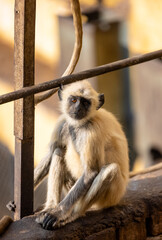 Portrait of Indian Gray langur (Semnopithecus) or Hanuman langur while sitting on the rallying of building.	