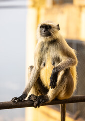 Portrait of Indian Gray langur (Semnopithecus) or Hanuman langur while sitting on the rallying of building.