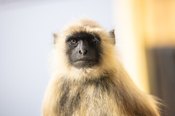 Fototapeta premium Portrait of Indian Gray langur (Semnopithecus) or Hanuman langur while sitting on the rallying of building.