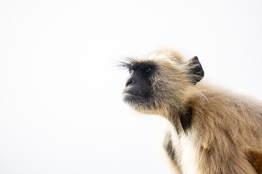 Portrait of Indian Gray langur (Semnopithecus) or Hanuman langur while sitting on the rallying of building.