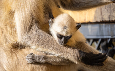 Obraz premium Indian Gray langur (Semnopithecus) or Hanuman langur female breast feeding baby langur or infant on the building.
