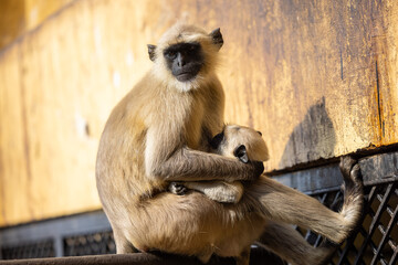 Portrait of Indian Gray langur (Semnopithecus) or Hanuman langur while sitting on the rallying of building.	