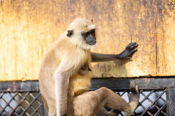 Portrait of Indian Gray langur (Semnopithecus) or Hanuman langur while sitting on the rallying of building.