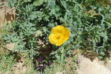 Glaucière jaune (Glaucium flavum) dans la forteresse de Réthymnon en Crète