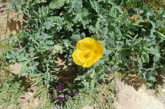 Glauci&egrave;re jaune (Glaucium flavum) dans la forteresse de R&eacute;thymnon en Cr&egrave;te