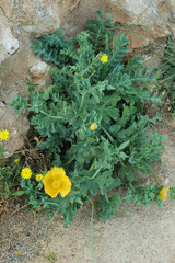 Glaucière jaune (Glaucium flavum) dans la forteresse de Réthymnon en Crète