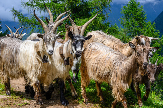 Capre dalle corna lunghe, Italia, e agnellini