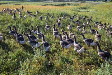 Domestic gray geese on a meadow. Gray Geese in the grass, domestic bird, flock of geese