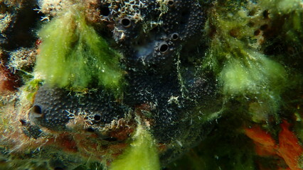Black leather sponge (Sarcotragus spinosulus) undersea, Aegean Sea, Greece, Halkidiki, Pirgos beach