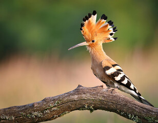 Eurasian Hoopoe (Upupa epops) with distinctive crest, sitting on a bare branch in the wild nature 