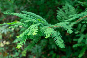 Taxodium distichum (baldcypress or swamp cypress)