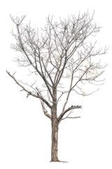 Obraz premium A vintage tree drawing sketch plant.