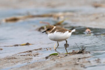 Small bird wading on a sandy shore