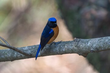 Colorful bird perched in forest