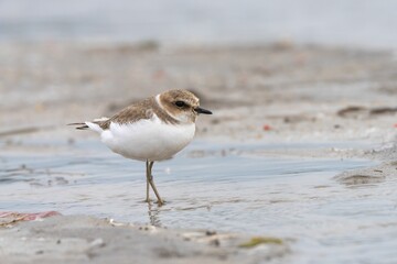 Sandpiper bird on a sandy beach
