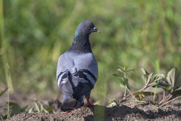 Close-up of a pigeon with detailed feathers.