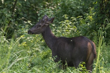 Young deer in lush forest foliage