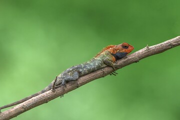Colorful lizard on a branch with a green backdrop.