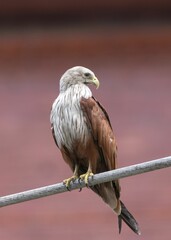 Majestic bird of prey on a wire