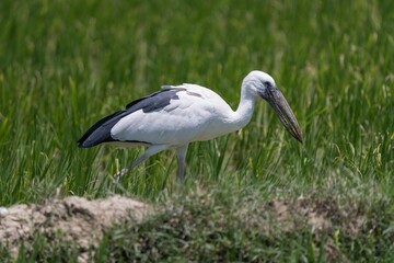 Asian openbill stork in a green field.