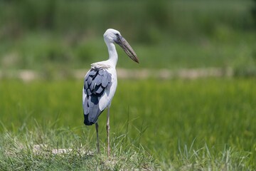 White stork in a lush green field