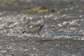 Whimbrel bird on a sandy beach.