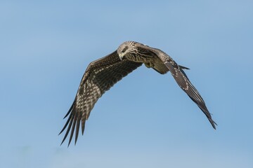 Majestic bird of prey gliding in blue sky