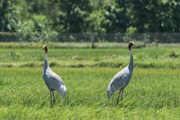 Sarus cranes in a lush green field