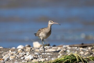 Whimbrel bird on rocky shore