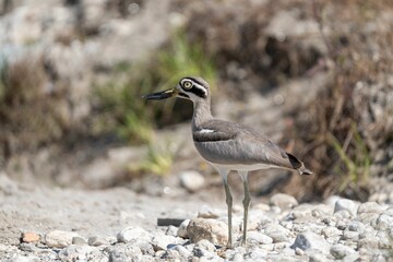 Thick-knee bird on rocky ground