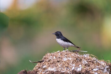 Black and white bird on earth mound