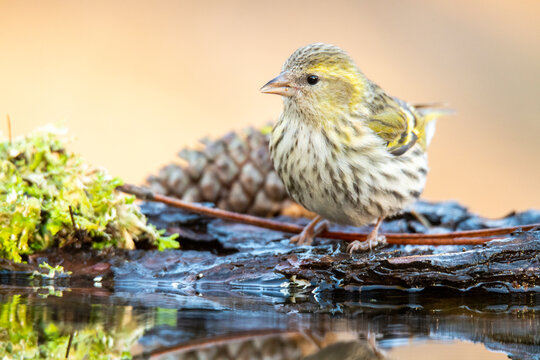 Eurasian siskin perched by a water puddle