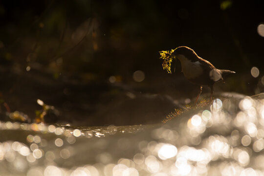 European dipper in twilight with moss in beak