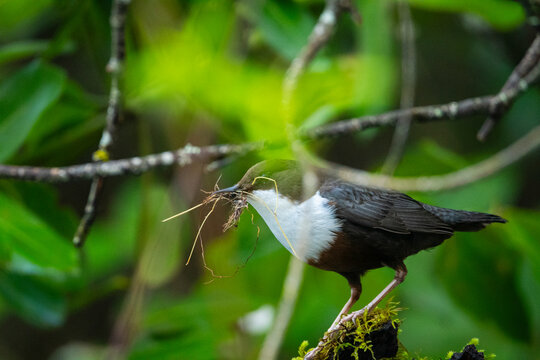 European dipper gathering nesting materials in green forest