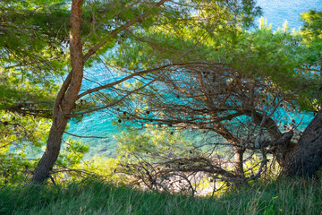 View of the bright turquoise Adriatic Sea through lush coniferous trees in Dalmatia region, Croatia 